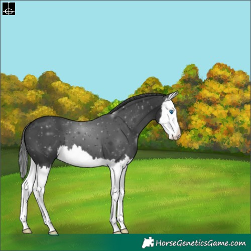 Horse Color:Black Splash 