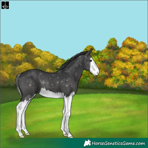 Horse Color:Black Splash 
