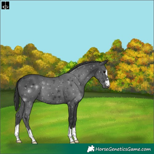 Horse Color:Black 