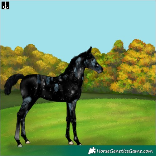 Horse Color:ERROR: UNKNOWN ANOMALY
