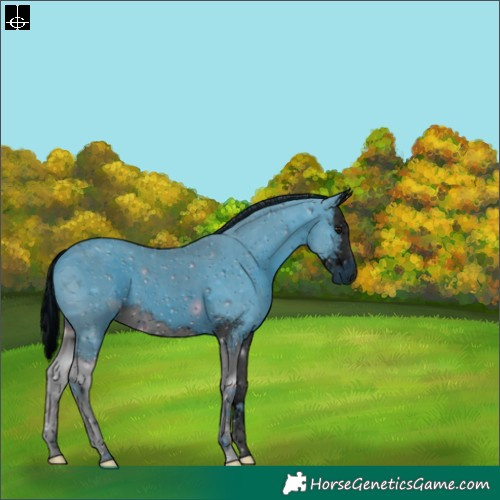 Horse Color:ERROR: UNKNOWN ANOMALY