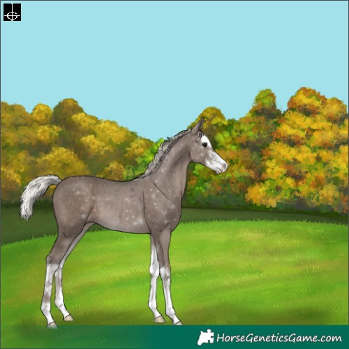 Horse Color:Silver Black Splash 