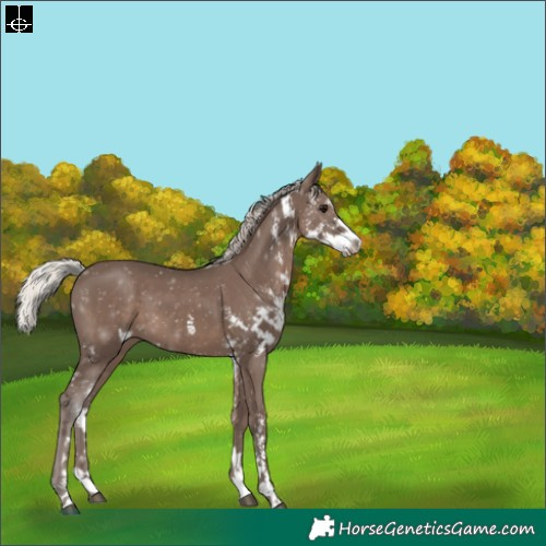 Horse Color:Silver Black Sabino 