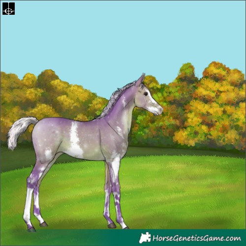 Horse Color:Watercolor Silver Brown Sabino Splash 