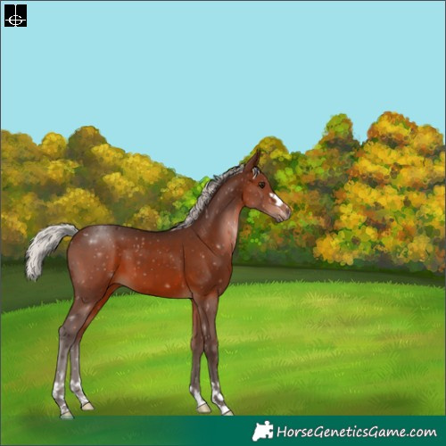 Horse Color:Silver Brown 