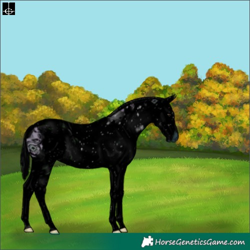 Horse Color:ERROR: UNKNOWN ANOMALY