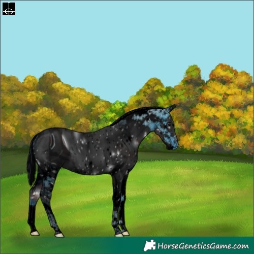 Horse Color:ERROR: UNKNOWN ANOMALY