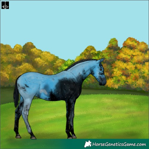 Horse Color:ERROR: UNKNOWN ANOMALY