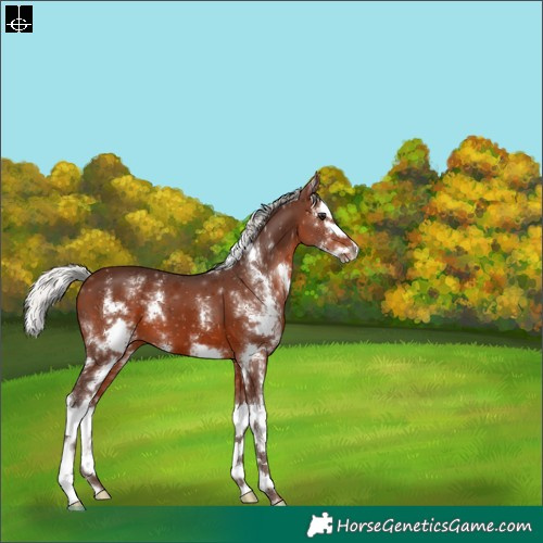 Horse Color:Silver Brown Sabino Splash 