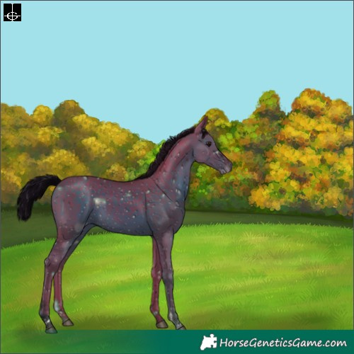 Horse Color:ERROR: UNKNOWN ANOMALY