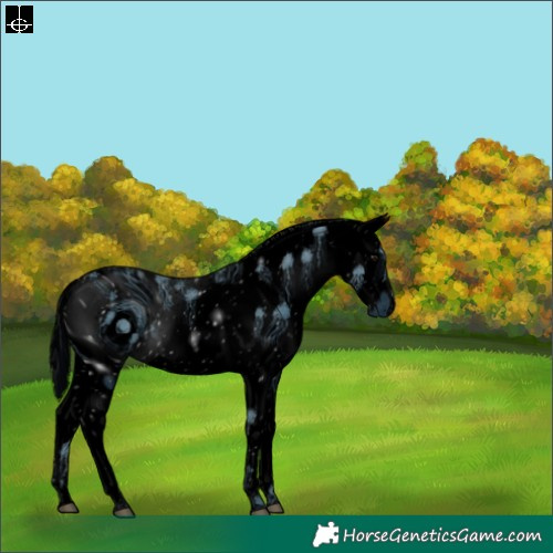 Horse Color:ERROR: UNKNOWN ANOMALY