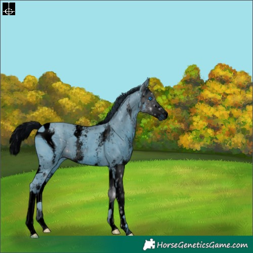 Horse Color:ERROR: UNKNOWN ANOMALY