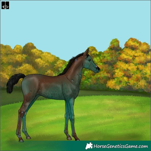 Horse Color:ERROR: UNKNOWN ANOMALY