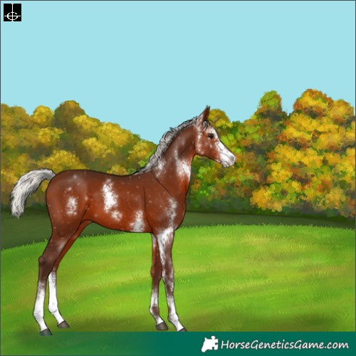 Horse Color:Silver Brown Sabino 