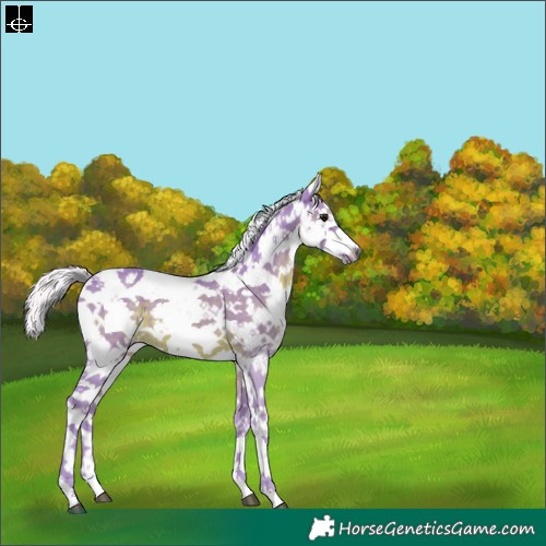 Horse Color:Watercolor Silver Black Sabino 