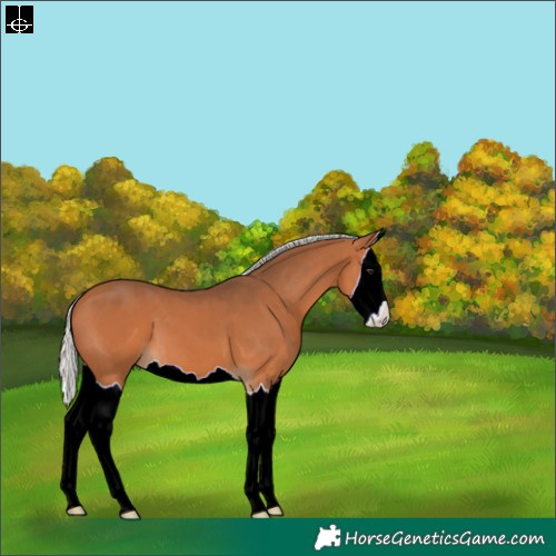 Horse Color:Silver Bay Splash 