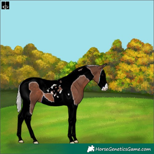Horse Color:Silver Black Splash Tobiano 