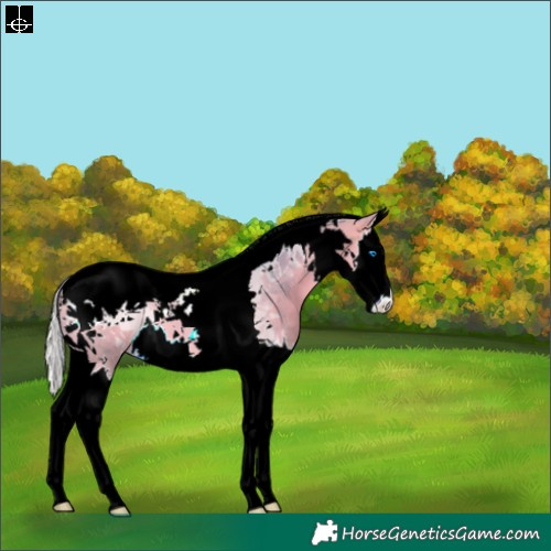 Horse Color:Watercolor Silver Buckskin Splash Tobiano 