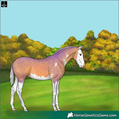 Horse Color:Watercolor Silver Bay Sabino Splash 
