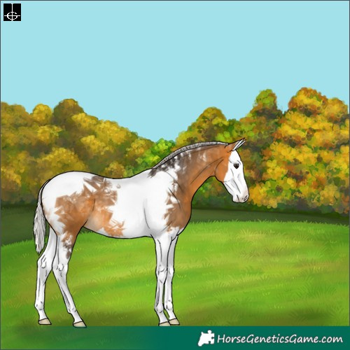 Horse Color:Silver Buckskin Sabino Splash Tobiano 