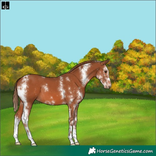 Horse Color:Chestnut Sabino 