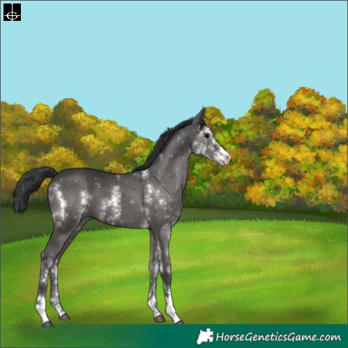 Horse Color:Black Sabino 