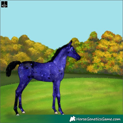 Horse Color:ERROR: UNKNOWN ANOMALY