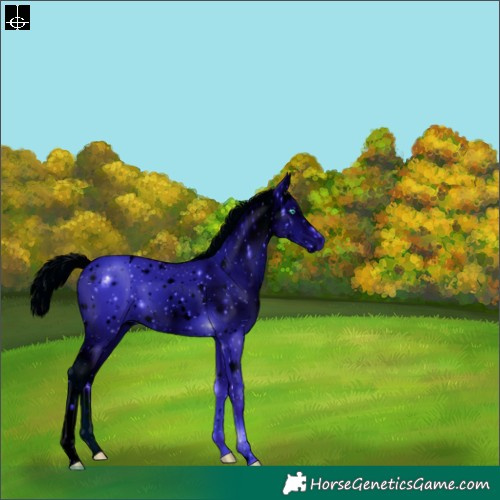 Horse Color:ERROR: UNKNOWN ANOMALY