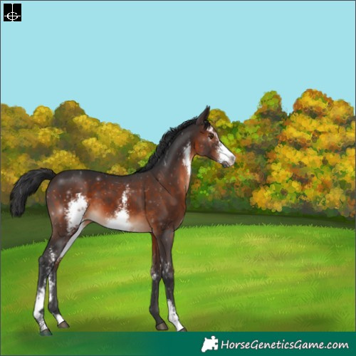 Horse Color:Brown Sabino 