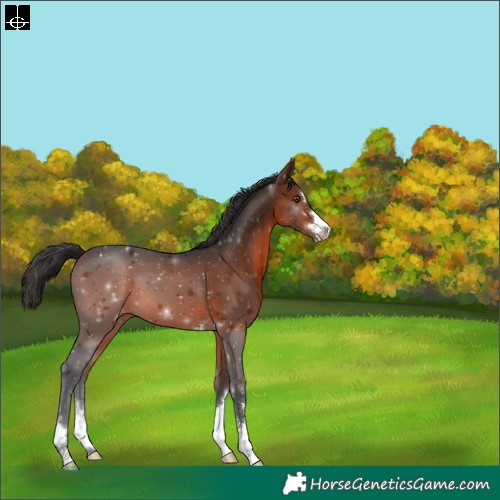 Horse Color:Brown 