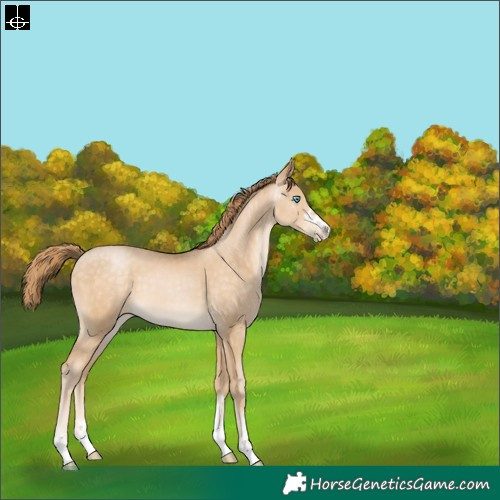 Horse Color:Buckskin Pearl 
