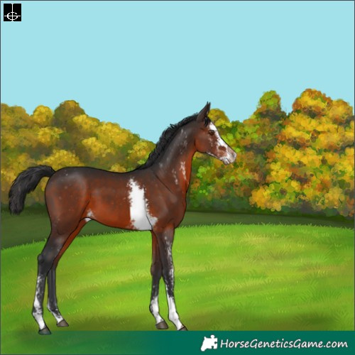 Horse Color:Brown Sabino 