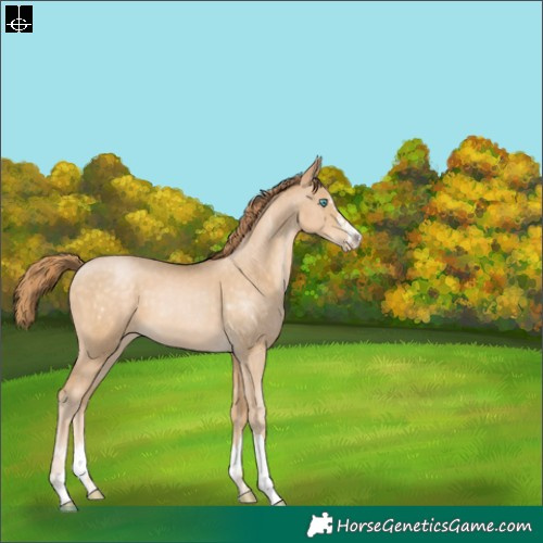 Horse Color:Buckskin Pearl 