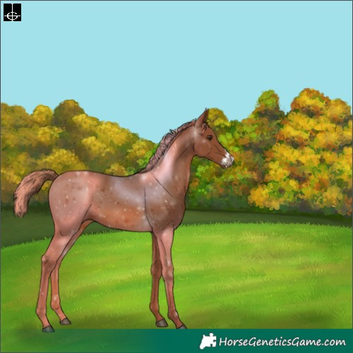 Horse Color:Chestnut Sabino 
