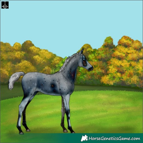 Horse Color:ERROR: UNKNOWN ANOMALY
