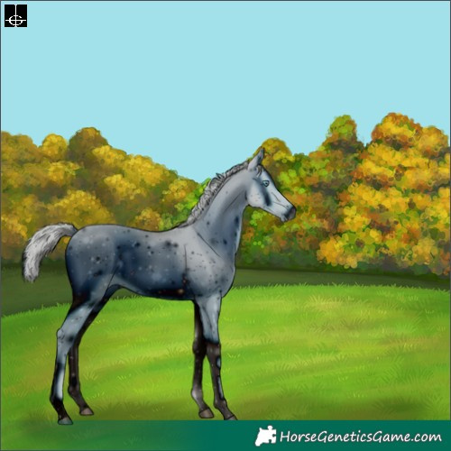 Horse Color:ERROR: UNKNOWN ANOMALY