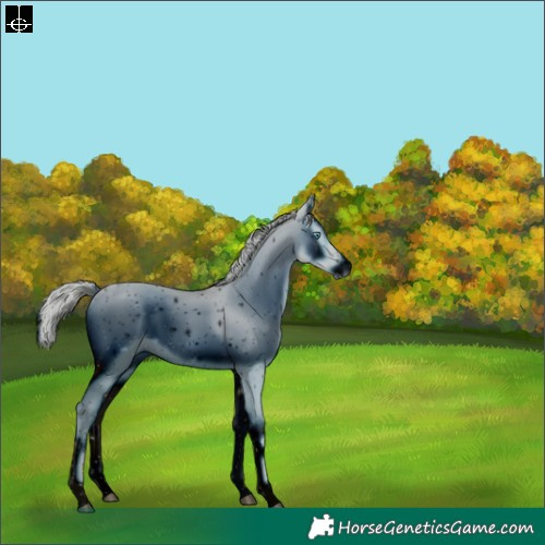 Horse Color:ERROR: UNKNOWN ANOMALY