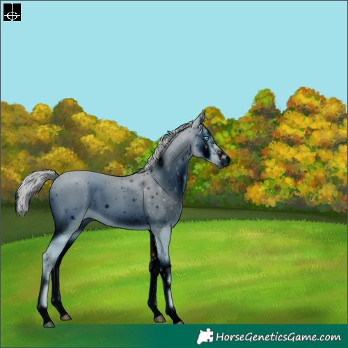 Horse Color:ERROR: UNKNOWN ANOMALY
