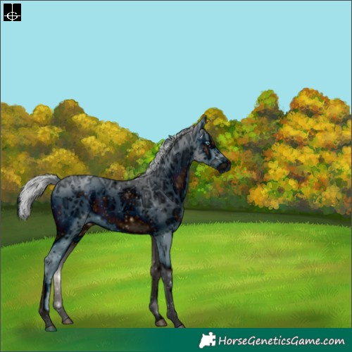 Horse Color:ERROR: UNKNOWN ANOMALY