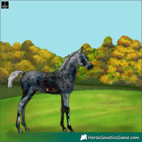 Horse Color:ERROR: UNKNOWN ANOMALY