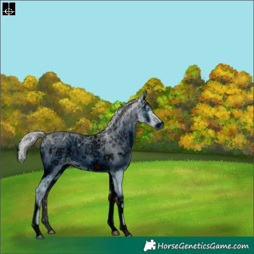 Horse Color:ERROR: UNKNOWN ANOMALY