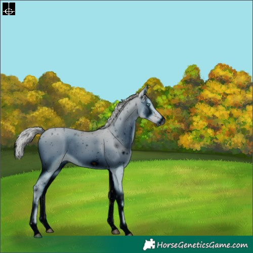 Horse Color:ERROR: UNKNOWN ANOMALY