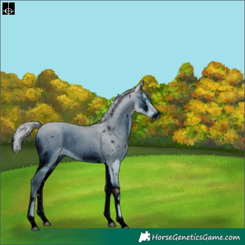 Horse Color:ERROR: UNKNOWN ANOMALY
