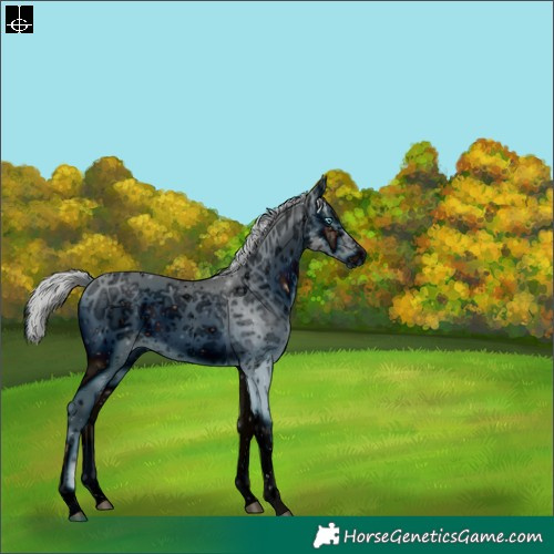Horse Color:ERROR: UNKNOWN ANOMALY