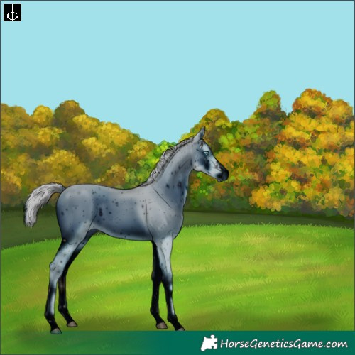 Horse Color:ERROR: UNKNOWN ANOMALY