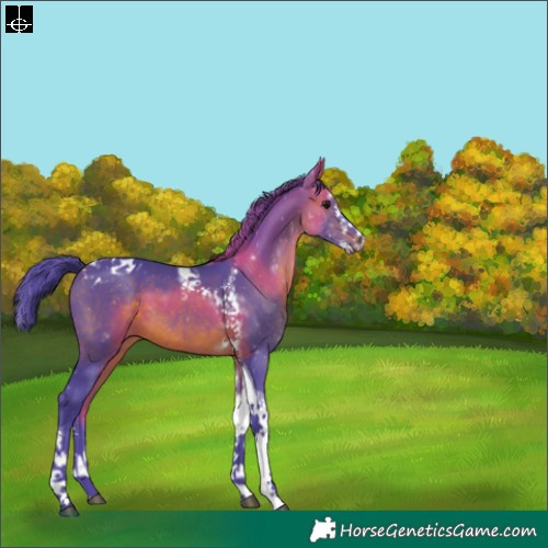 Horse Color:Watercolor Brown Sabino Splash Tobiano 