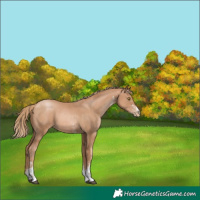 Horse Color:Chestnut Pearl Sabino 