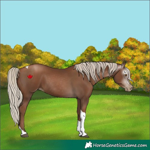 Horse Color:Gray Silver Black Pearl Tobiano 