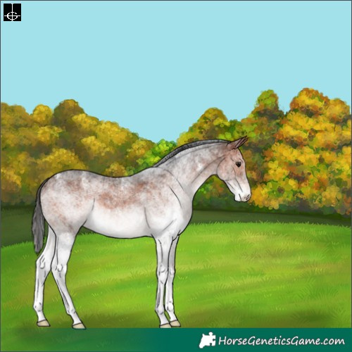 Horse Color:White Spotted Bay 