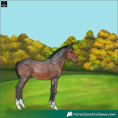 Horse Color:Brown 